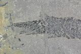 Devonian Lobed-Fin Fish (Osteolepis) - Scotland #92582-2